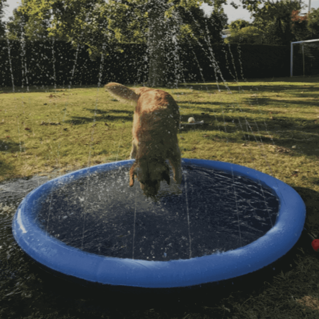 Hund genießt den AQUADOGGY Badepool an einem heißen Sommertag